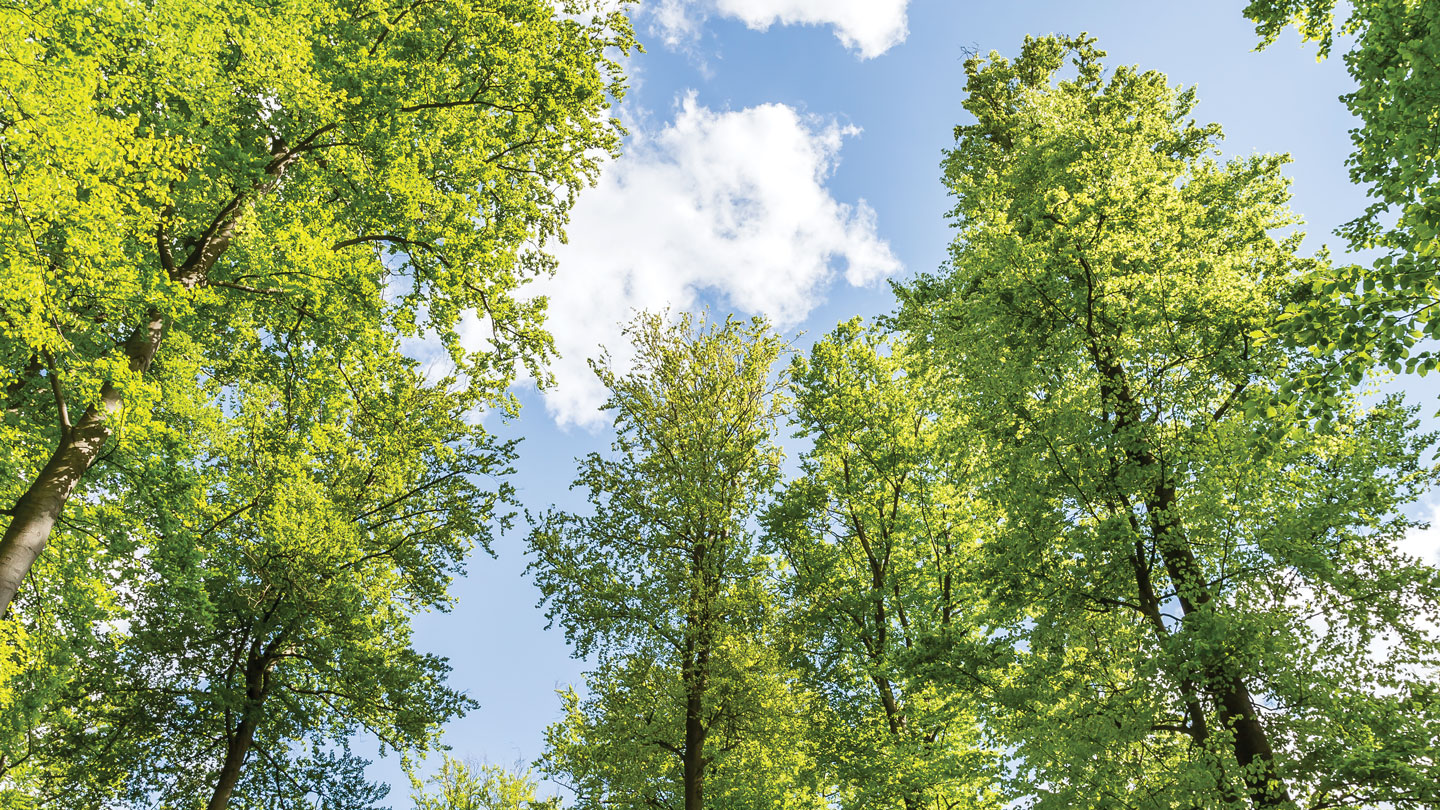 Native species of trees and plants